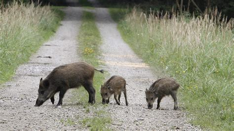 The wild boar paradox and the future of nuclear energy